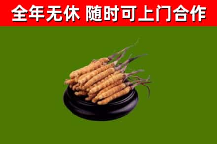 抚宁烟酒回收冬虫夏草.jpg