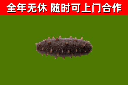 抚宁烟酒回收干海参.jpg